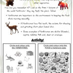 Maseko Resources A4 (1)-19-Herbivore